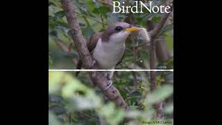 Yellowbilled Cuckoo — Rain Crow [upl. by Rimidalb819]