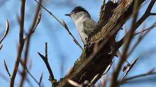 Every British Warbler calling  ordered by genus [upl. by Reg]