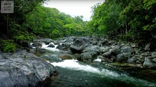 10 Hours Of Relaxing Jungle Sounds  Planet Earth II  BBC Earth Explore [upl. by Naida]