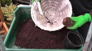 Planting Begonia Corms [upl. by Aropizt]