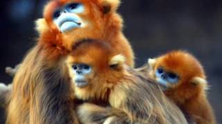 The Golden Monkey Endangered [upl. by Lewap]