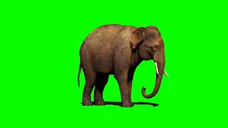 Elephant green screen [upl. by Benetta]