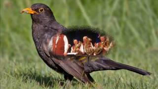 Amsel Polka  Original Egerland Musikanten [upl. by Polik331]