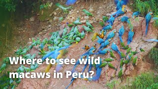 Where can I see Wild Macaws   Tambopata PERU [upl. by Egamlat]