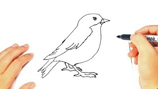 How to draw a Bird  Bird Easy Draw Tutorial [upl. by Godfry]