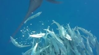 Sailfish Hunting Sardines Normal amp Slow Motion Attacks [upl. by Opalina]