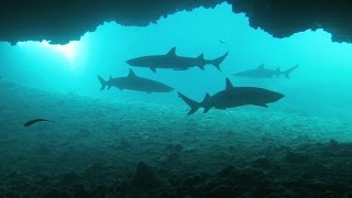 Diving Malapascua Island Philippines [upl. by Base709]