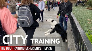 WILD Training My Puppy in the City WAS Crazy [upl. by Seeto]