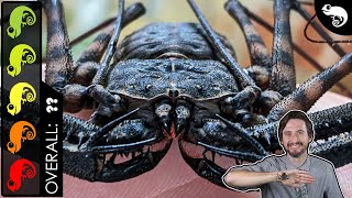 Tailless Whip Scorpion The Best Pet Invertebrate [upl. by Sira331]