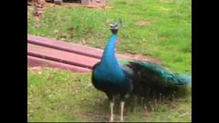 Peacock Sounds and Displays [upl. by Adnarb]