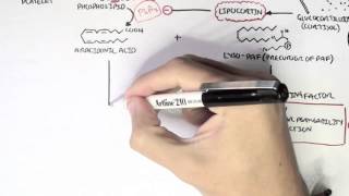 Part I  Aracidonic Acid Metabolites [upl. by Shere]