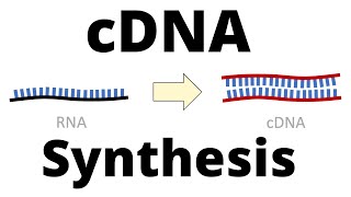 cDNA Synthesis Protocol by Reverse Transcription [upl. by Shuman]