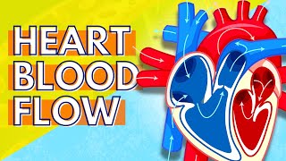 How Blood Flows Through the Heart [upl. by Dnalwor]