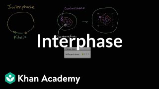 Interphase  Cells  MCAT  Khan Academy [upl. by Armilda891]