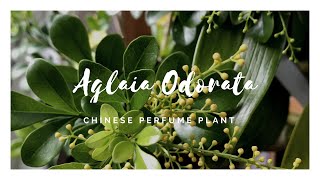 Aglaia Odorata  米兰花  The Chinese Perfume Plant [upl. by Rellim]