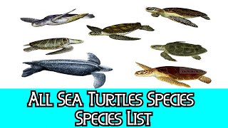 All Sea Turtles Species  Species List [upl. by Worthy]