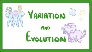 GCSE Biology  Variation and Evolution 68 [upl. by Tennies]