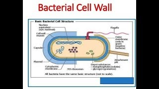 Microbiology of Bacterial Cell Wall [upl. by Nesta]