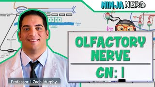 Neurology  Olfactory Nerve Cranial Nerve I [upl. by Anelrihs357]