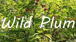 Wild Plum  Identifying amp Foraging American Plum Prunus americana [upl. by Ahl779]