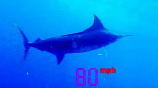 Marlin Fish Underwater Footage [upl. by Noizneb]