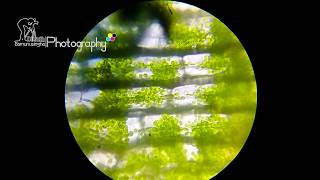 Cyclosis of Hydrilla Leaf under light microscope [upl. by Amieva]