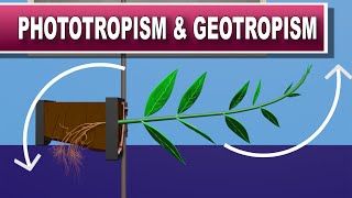 Phototropism and Geotropism [upl. by Cummins470]