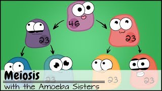 Meiosis Updated [upl. by Retsel]