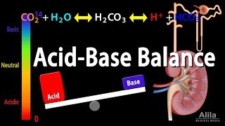 Acid Base Balance Animation [upl. by Mort]