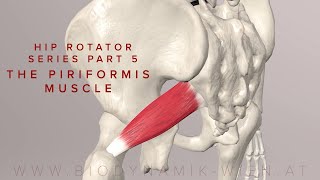 Hip Rotator Series Part 5 The Piriformis Muscle 3d Anatomy [upl. by Jimmy233]