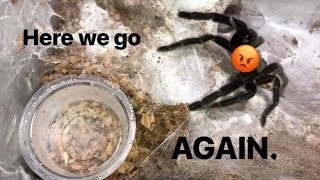 WATERING my TARANTULAS quotPart 4quot [upl. by Shaper]