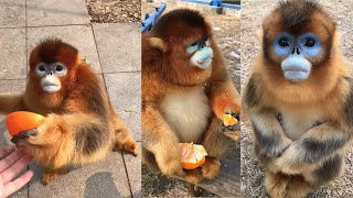 Golden Monkeys Their Habitat and Behavior [upl. by Chader]