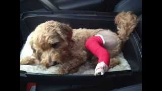 Medial Patellar Luxation  Hanks Surgery Day 01 [upl. by Barclay]