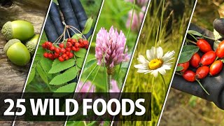 25 Edible Plants Berries and Trees for Wilderness Survival [upl. by Reiners]