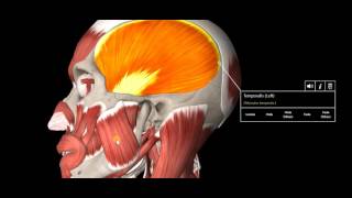 Headache Types Explained [upl. by Hgieleak]