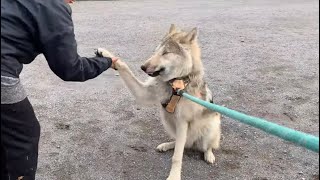 Reactions From People and Dogs While Walking Wolfdog Puppies In Crowded Park What You Can Expect [upl. by Hanas]