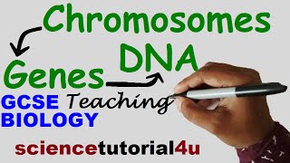 DNA CHROMOSOMES GENES amp ALLELES GCSE Science Biology [upl. by Cavil252]