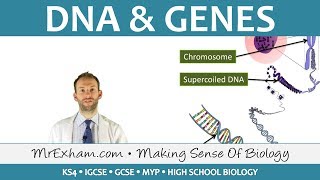 DNA and Genes  GCSE Biology 91 [upl. by Haletky]