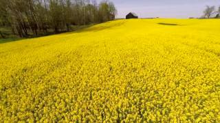 Canola  Fields of Gold [upl. by Allebasi]