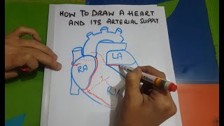 Drawing arterial supply of heart [upl. by Helena]