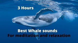 Whale sounds for relaxing meditation falling a sleep [upl. by Ahcsas]