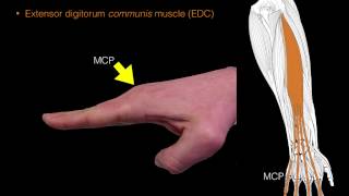 Forearm extensor muscles [upl. by Kirsten]