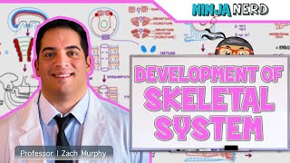 Embryology  Development of Skeletal System [upl. by Nodnas990]