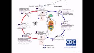 Sleeping sickness by trypanosoma [upl. by Rebecca]