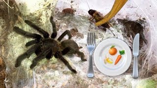 Preparing healthy FOOD for my TARANTULAS  feat Elvarg [upl. by Assirac]