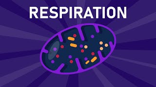 Aerobic and Anaerobic Respiration [upl. by Kosey]