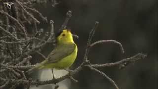 Wilsons Warbler singing [upl. by Jelene471]