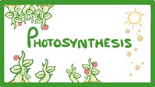 GCSE Biology  Photosynthesis 48 [upl. by Leugar]