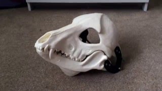 My New Skull Mask  Skeletal K9 Resin Head [upl. by Llednik943]