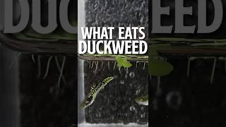 What Eats Duckweed  Duckweed [upl. by Oira]